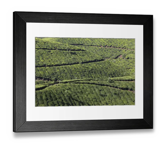 Framed Print : Tea plantations, highlands around Munnar, Western Ghats, Kerala, India, South Asia, Asia Framed Print : Tea plantations, highlands around Munnar, Western Ghats, Kerala, India, South Asia, Asia