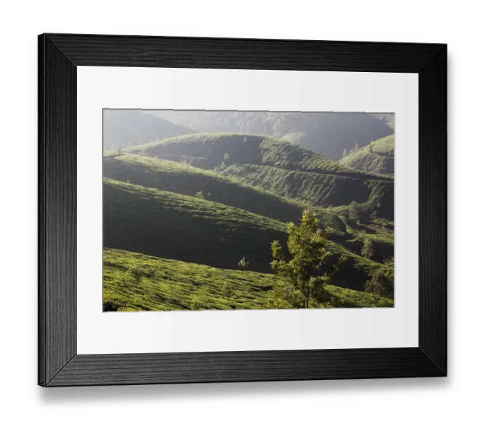 Framed Print : Tea plantations, highlands around Munnar, Western Ghats, Kerala, India, South Asia, Asia Framed Print : Tea plantations, highlands around Munnar, Western Ghats, Kerala, India, South Asia, Asia