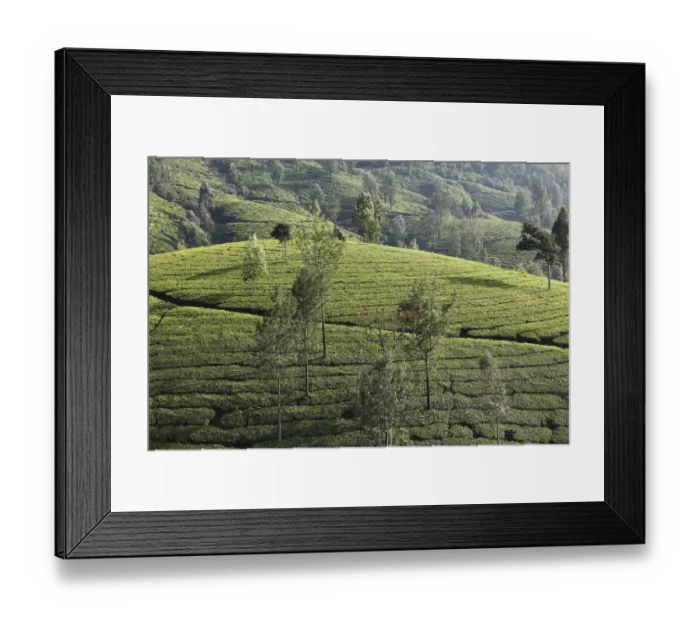 Framed Print : Tea plantations with trees in the highlands around Munnar, Western Ghats, Kerala, India, South Asia, Asia Framed Print : Tea plantations with trees in the highlands around Munnar, Western Ghats, Kerala, India, South Asia, Asia