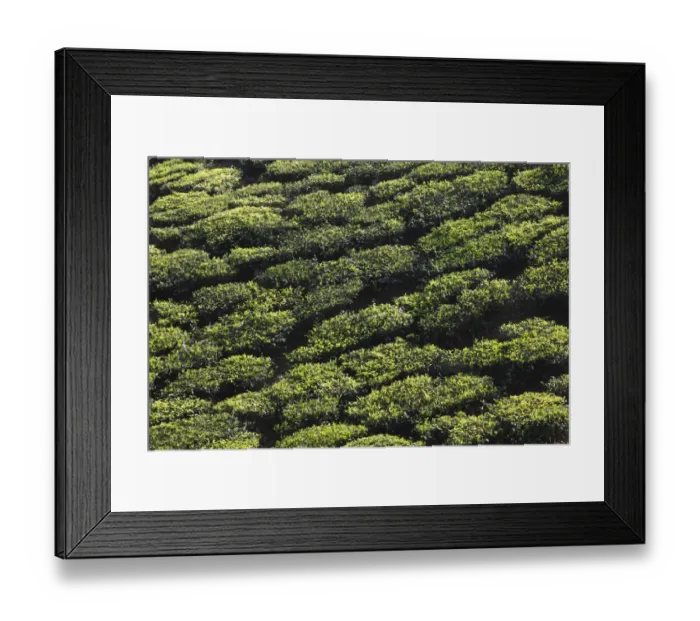Framed Print : Tea plantations in the highlands around Munnar, Western Ghats, Kerala, India, South Asia, Asia