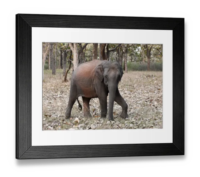Framed Print : Elephant in the forest, Asian or Asiatic elephant -Elephas maximus-, Mudumalai National Park, Tamil Nadu, Tamilnadu, South India, India, South Asia, Asia Framed Print : Elephant in the forest, Asian or Asiatic elephant -Elephas maximus-, Mudumalai National Park, Tamil Nadu, Tamilnadu, South India, India, South Asia, Asia