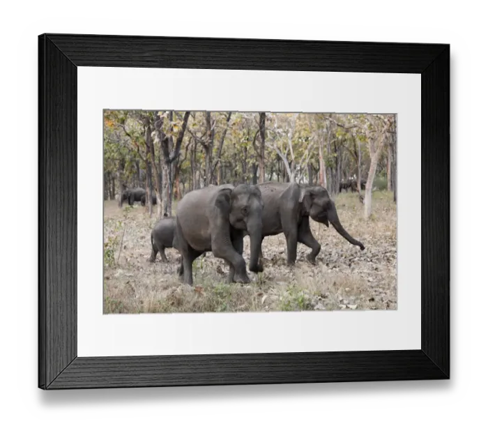 Framed Print : Elephants in the forest, Asian or Asiatic elephant -Elephas maximus-, Mudumalai National Park, Tamil Nadu, Tamilnadu, South India, India, South Asia, Asia Framed Print : Elephants in the forest, Asian or Asiatic elephant -Elephas maximus-, Mudumalai National Park, Tamil Nadu, Tamilnadu, South India, India, South Asia, Asia