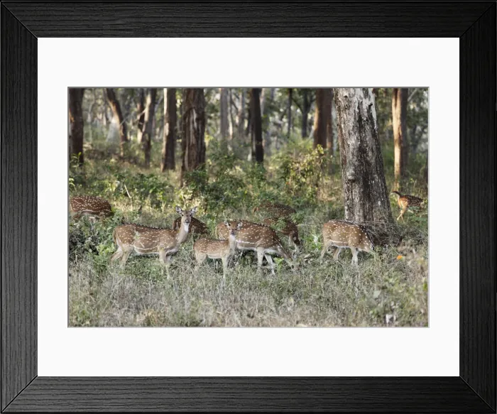 Framed Print : Group of axis deer, chitals -Axis axis-, Mudumalai National Park, Tamil Nadu, Tamilnadu, South India, India, South Asia, Asia Framed Print : Group of axis deer, chitals -Axis axis-, Mudumalai National Park, Tamil Nadu, Tamilnadu, South India, India, South Asia, Asia