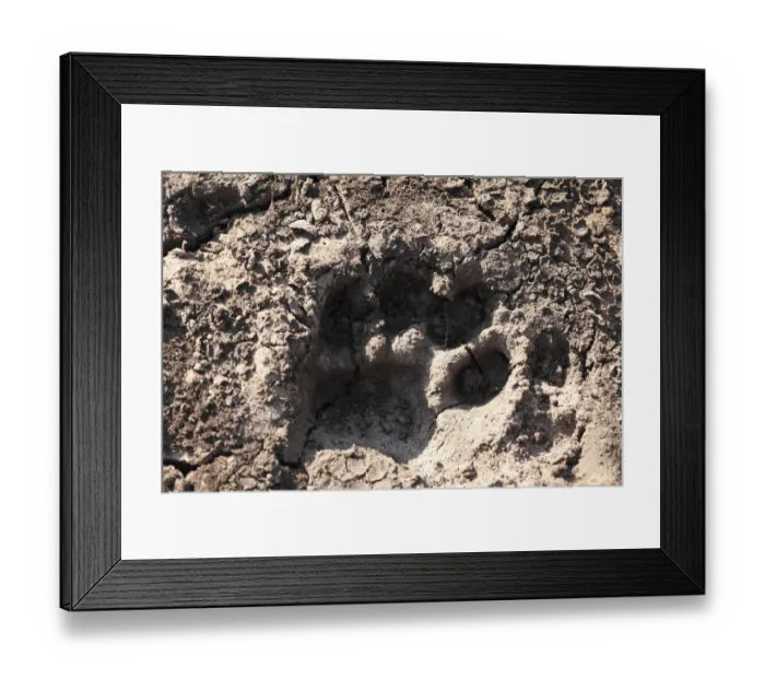 Framed Print : Paw print of a tiger paw, tiger track, Mudumalai National Park, Tamil Nadu, Tamilnadu, India, Asia Framed Print : Paw print of a tiger paw, tiger track, Mudumalai National Park, Tamil Nadu, Tamilnadu, India, Asia