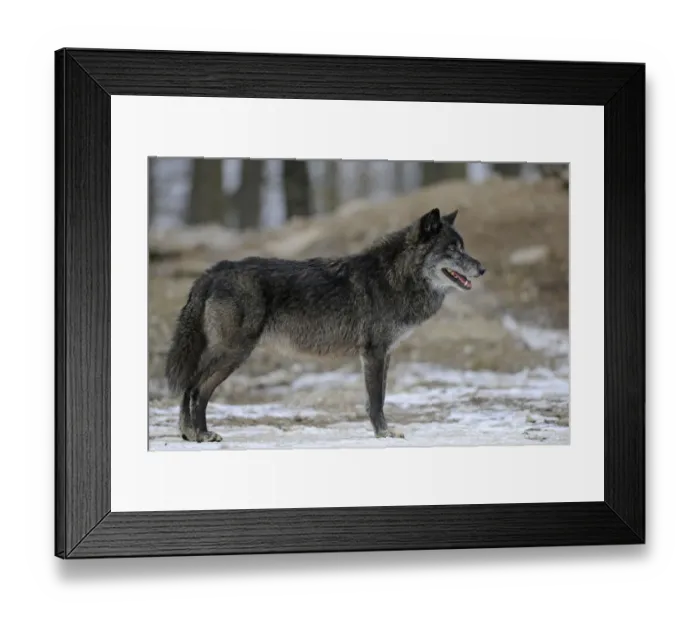Framed Print : Mackenzie Wolf, Canadian wolf, Timber wolf -Canis lupus occidentalis- Framed Print : Mackenzie Wolf, Canadian wolf, Timber wolf -Canis lupus occidentalis-