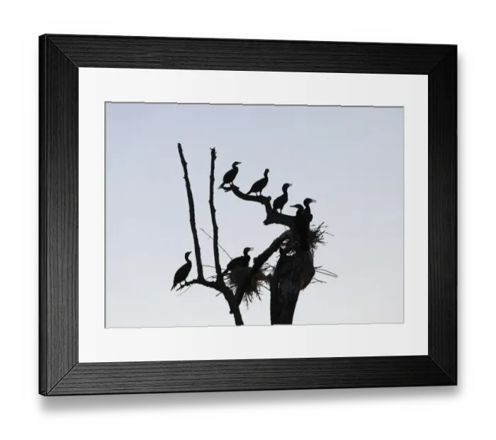 Framed Print : Cormorants -Phalacrocorax carbo- and nests on dead branch, Rajiv Gandhi National Park, Nagarhole National Park, Karnataka, South India, India, South Asia, Asia