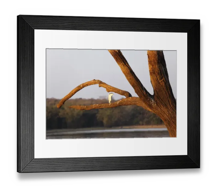 Framed Print : Night heron -Nycticorax nycticorax- on skeleton tree in the reservoir, Kabini Reservoir, Rajiv Gandhi National Park, Nagarhole National Park, Karnataka, South India, India, South Asia, Asia