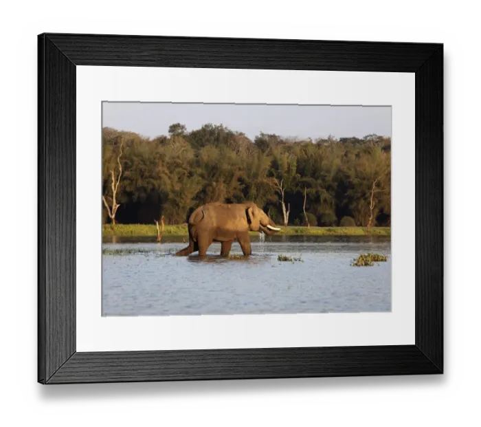 Framed Print : Asian, Asiatic or Indian elephant -Elephas maximus-, male, Kabini Reservoir, Rajiv Gandhi National Park, Nagarhole National Park, Karnataka, South India, India, South Asia, Asia Framed Print : Asian, Asiatic or Indian elephant -Elephas maximus-, male, Kabini Reservoir, Rajiv Gandhi National Park, Nagarhole National Park, Karnataka, South India, India, South Asia, Asia