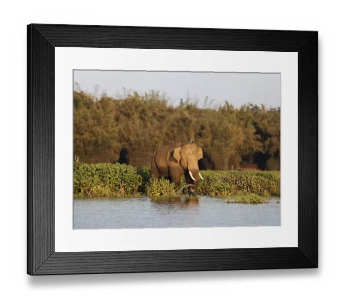 Framed Print : Asian, Asiatic or Indian elephant -Elephas maximus-, male, Kabini Reservoir, Rajiv Gandhi National Park, Nagarhole National Park, Karnataka, South India, India, South Asia, Asia Framed Print : Asian, Asiatic or Indian elephant -Elephas maximus-, male, Kabini Reservoir, Rajiv Gandhi National Park, Nagarhole National Park, Karnataka, South India, India, South Asia, Asia
