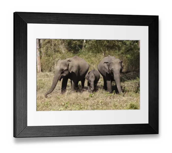 Framed Print : Asian, Asiatic or Indian elephants -Elephas maximus-, two females and a juvenile, Rajiv Gandhi National Park, Nagarhole National Park, Karnataka, South India, India, South Asia, Asia Framed Print : Asian, Asiatic or Indian elephants -Elephas maximus-, two females and a juvenile, Rajiv Gandhi National Park, Nagarhole National Park, Karnataka, South India, India, South Asia, Asia