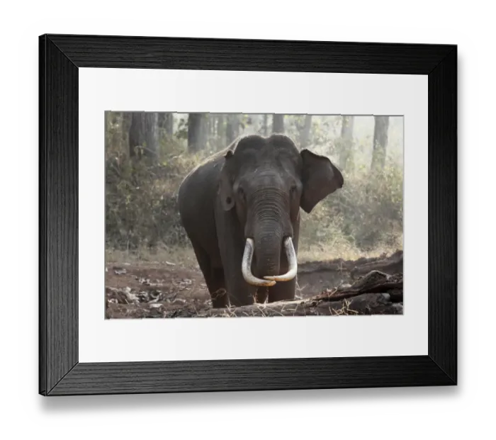 Framed Print : Asian, Asiatic or Indian elephant -Elephas maximus-, male, Rajiv Gandhi National Park, Nagarhole National Park, Karnataka, South India, India, South Asia, Asia Framed Print : Asian, Asiatic or Indian elephant -Elephas maximus-, male, Rajiv Gandhi National Park, Nagarhole National Park, Karnataka, South India, India, South Asia, Asia