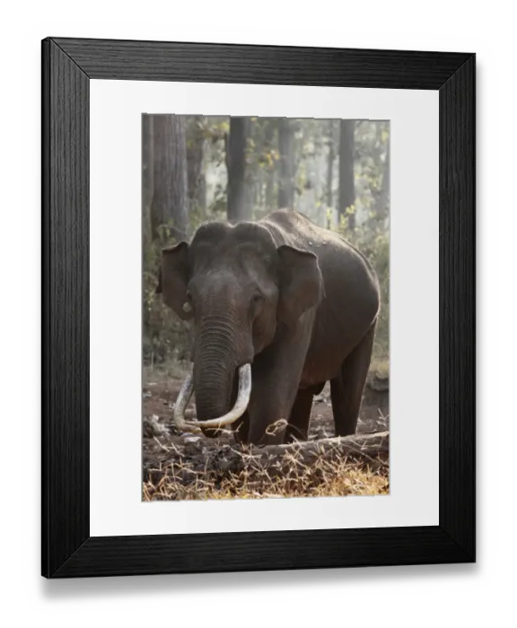 Framed Print : Asian, Asiatic or Indian elephant -Elephas maximus-, male, Rajiv Gandhi National Park, Nagarhole National Park, Karnataka, South India, India, South Asia, Asia