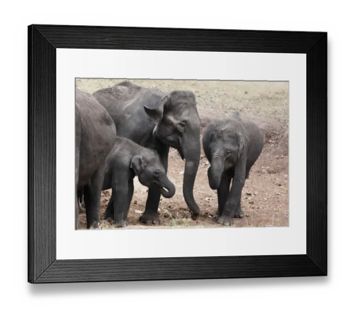 Framed Print : Asian, Asiatic or Indian elephants -Elephas maximus-, Rajiv Gandhi National Park, Nagarhole National Park, Karnataka, South India, India, South Asia, Asia Framed Print : Asian, Asiatic or Indian elephants -Elephas maximus-, Rajiv Gandhi National Park, Nagarhole National Park, Karnataka, South India, India, South Asia, Asia