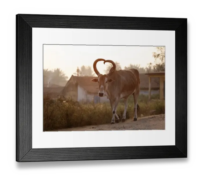Framed Print : Zebu or humped cattle with heart-shaped horns, Karnataka, South India, India, South Asia, Asia