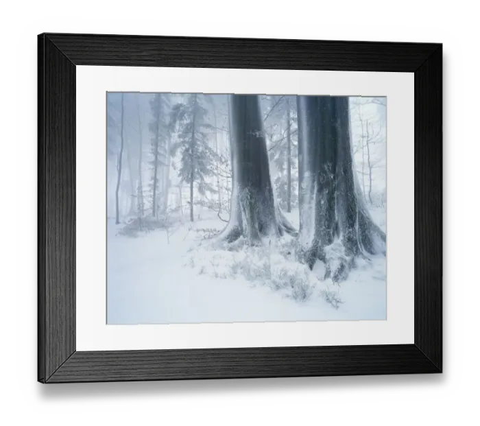 Framed Print : Forest in winter with frost, fog and snow, Battertfelsen, Baden-Baden, Black Forest, Baden-Wuerttemberg, Germany, Europe Framed Print : Forest in winter with frost, fog and snow, Battertfelsen, Baden-Baden, Black Forest, Baden-Wuerttemberg, Germany, Europe