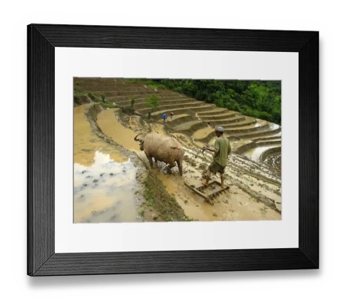 Framed Print : Rice farmer plowing his rice paddy with the help of a water buffalo, rice terraces, Phongsali or Phongsaly District and Province, Laos, Southeast Asia, Asia Framed Print : Rice farmer plowing his rice paddy with the help of a water buffalo, rice terraces, Phongsali or Phongsaly District and Province, Laos, Southeast Asia, Asia