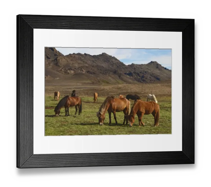 Framed Print : Icelandic horses, Reykanes, Iceland, Europe Framed Print : Icelandic horses, Reykanes, Iceland, Europe