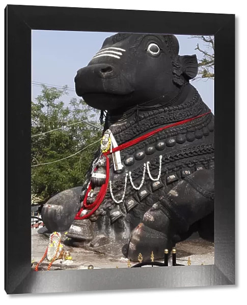 Stone Nandi statue, Chamundi Hill, Mysore, Karnataka, South India, India, South Asia, Asia
