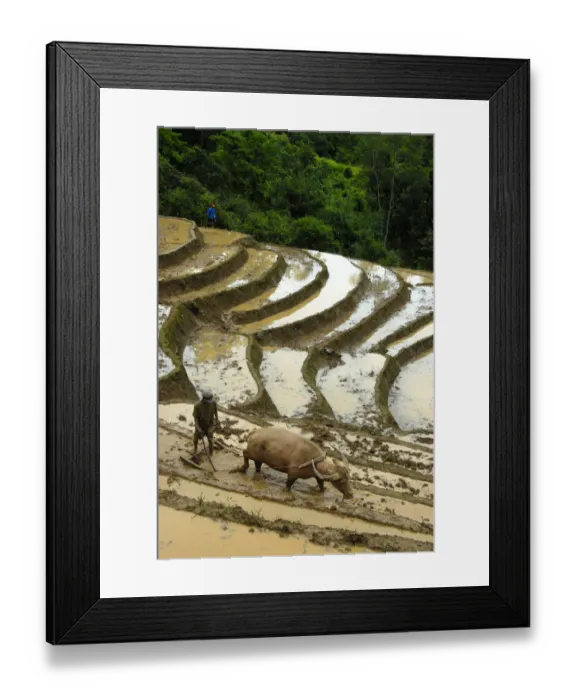 Framed Print : Mountain paddy, irrigated rice terraces, farmer tilling and plowing the field with a water buffalo, Phongsali district and province, Laos, Southeast Asia, Asia Framed Print : Mountain paddy, irrigated rice terraces, farmer tilling and plowing the field with a water buffalo, Phongsali district and province, Laos, Southeast Asia, Asia
