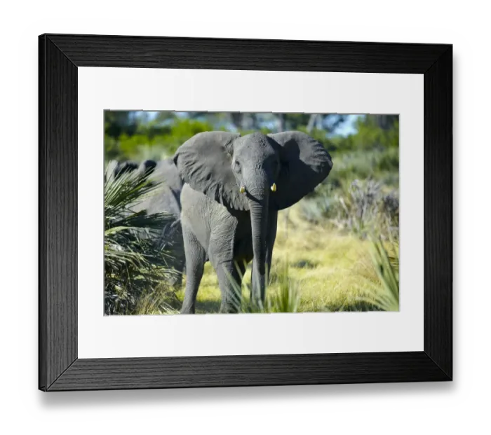 Framed Print : African elephant -Loxodonta africana-, Okavango Delta, Botswana, Africa Framed Print : African elephant -Loxodonta africana-, Okavango Delta, Botswana, Africa