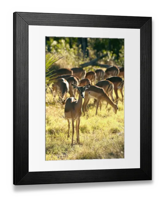 Framed Print : Impalas -Aepyceros melampus-, Okavango Delta, Botswana, Africa Framed Print : Impalas -Aepyceros melampus-, Okavango Delta, Botswana, Africa
