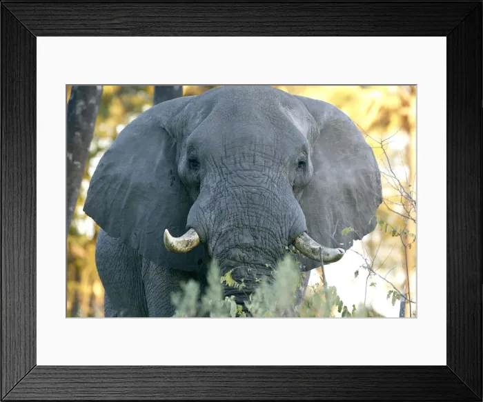 Framed Print : African elephant -Loxodonta africana-, Okavango Delta, Botswana, Africa Framed Print : African elephant -Loxodonta africana-, Okavango Delta, Botswana, Africa
