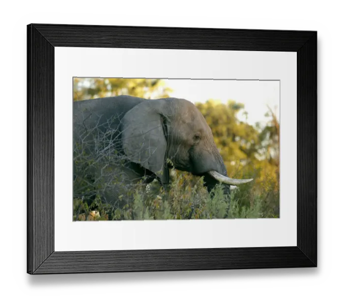 Framed Print : African elephant -Loxodonta africana-, Okavango Delta, Botswana, Africa Framed Print : African elephant -Loxodonta africana-, Okavango Delta, Botswana, Africa