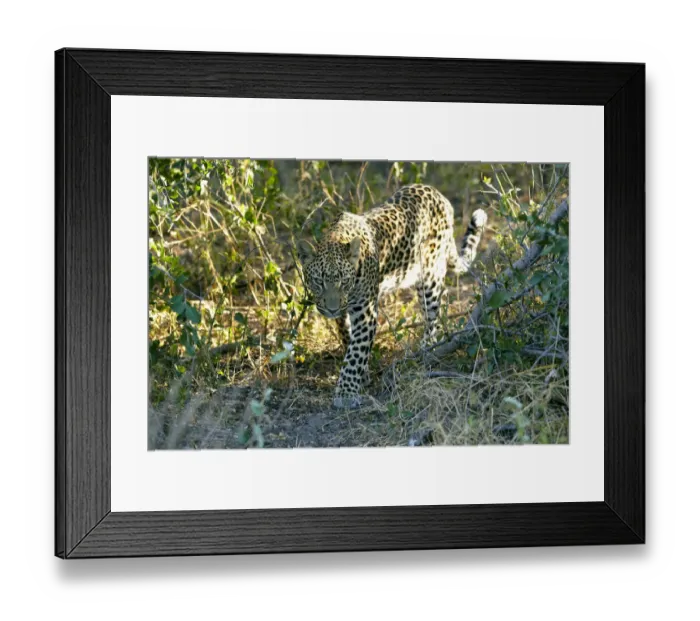 Framed Print : Leopard -Panthera pardus-, Okavango Delta, Botswana, Africa Framed Print : Leopard -Panthera pardus-, Okavango Delta, Botswana, Africa