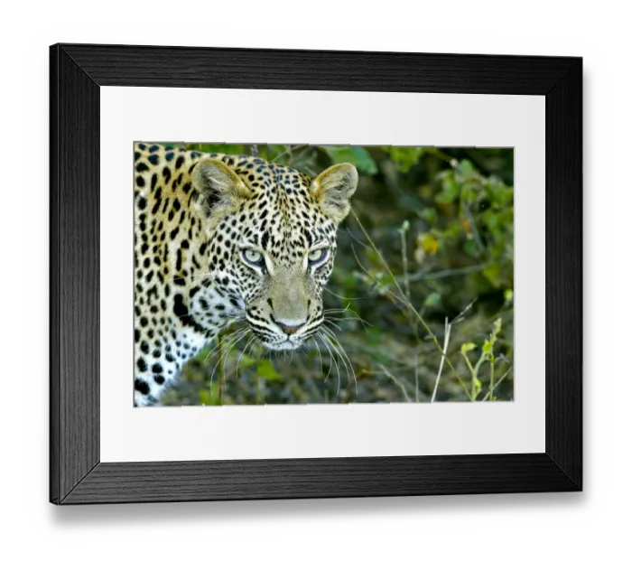 Framed Print : Leopard -Panthera pardus-, Okavango Delta, Botswana, Africa Framed Print : Leopard -Panthera pardus-, Okavango Delta, Botswana, Africa