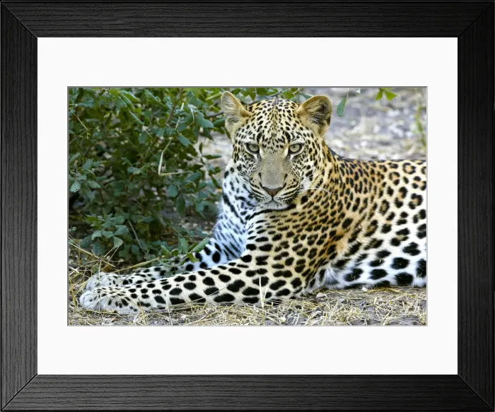 Framed Print : Leopard -Panthera pardus-, Okavango Delta, Botswana, Africa Framed Print : Leopard -Panthera pardus-, Okavango Delta, Botswana, Africa