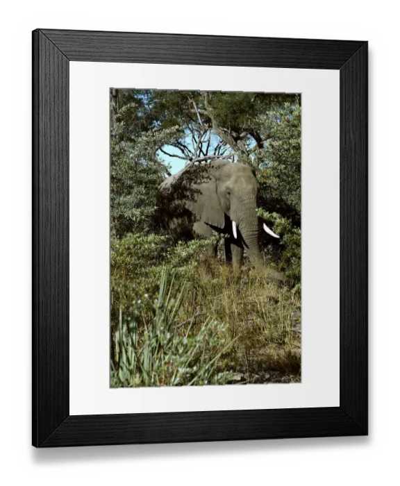 Framed Print : African elephant -Loxodonta africana-, Okavango Delta, Botswana, Africa Framed Print : African elephant -Loxodonta africana-, Okavango Delta, Botswana, Africa