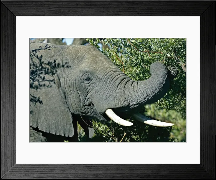 Framed Print : African elephant -Loxodonta africana-, Okavango Delta, Botswana, Africa Framed Print : African elephant -Loxodonta africana-, Okavango Delta, Botswana, Africa