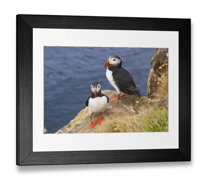 Framed Print : Puffins -Fratercula arctica-, Iceland, Europe Framed Print : Puffins -Fratercula arctica-, Iceland, Europe