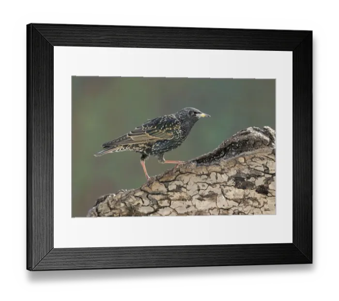 Framed Print : Starling -Sturnus vulgaris- Framed Print : Starling -Sturnus vulgaris-