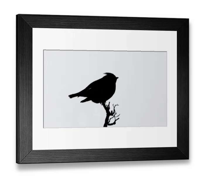 Framed Print : Silhouette of a Bohemian Waxwing -Bombycilla garrulus-, Skagway, Alaska, USA Framed Print : Silhouette of a Bohemian Waxwing -Bombycilla garrulus-, Skagway, Alaska, USA