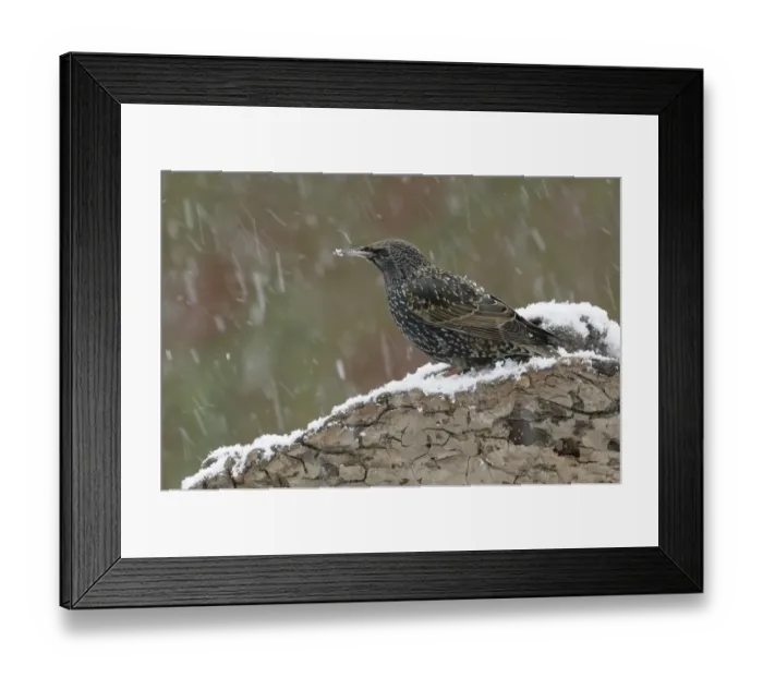 Framed Print : Starling -Sturnus vulgaris- Framed Print : Starling -Sturnus vulgaris-