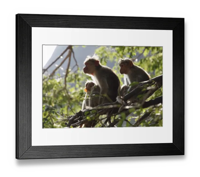 Framed Print : Rhesus macaques or Rhesus monkeys -Macaca mulatta-, Courtallam, Western Ghats, Tamil Nadu, Tamilnadu, South India, India, Asia Framed Print : Rhesus macaques or Rhesus monkeys -Macaca mulatta-, Courtallam, Western Ghats, Tamil Nadu, Tamilnadu, South India, India, Asia