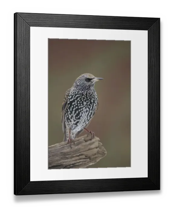 Framed Print : Starling -Sturnus vulgaris- Framed Print : Starling -Sturnus vulgaris-
