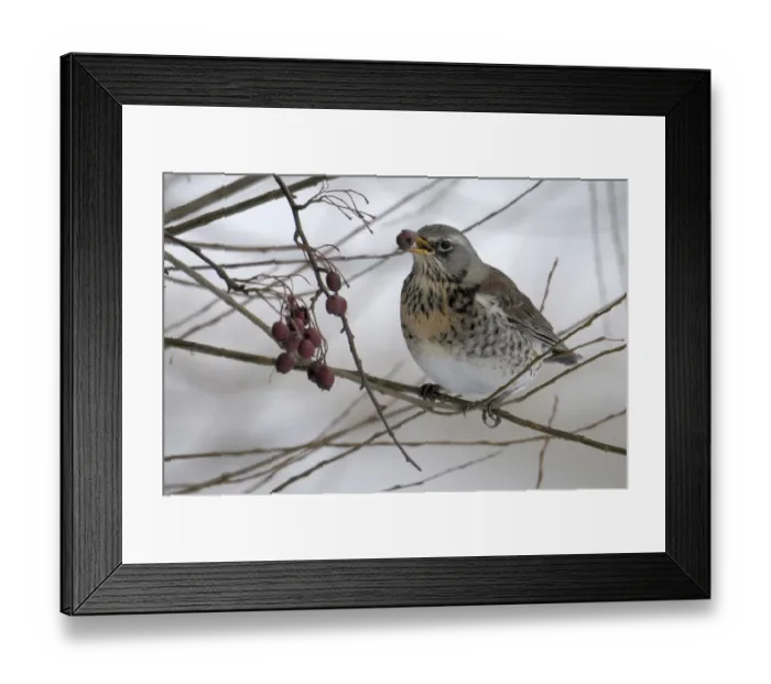 Framed Print : Fieldfare -Turdus pilaris-
