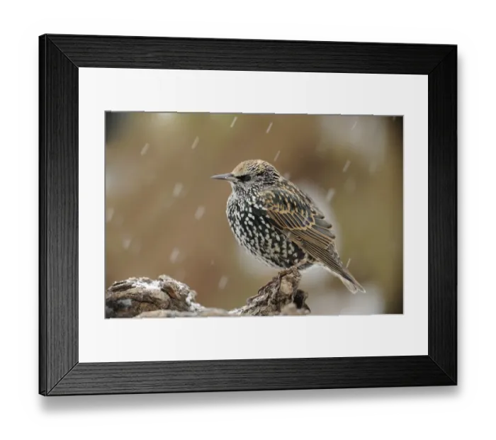 Framed Print : Starling -Sturnus vulgaris- in the snow Framed Print : Starling -Sturnus vulgaris- in the snow