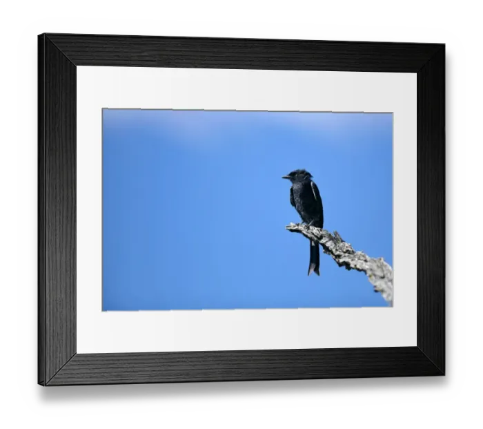 Framed Print : Fork-tailed drongo -Dicrurus adsimilis-, Waterberg Plateau Park, Namibia, Africa