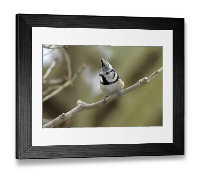 Framed Print : Crested Tit -Parus cristatus- Framed Print : Crested Tit -Parus cristatus-