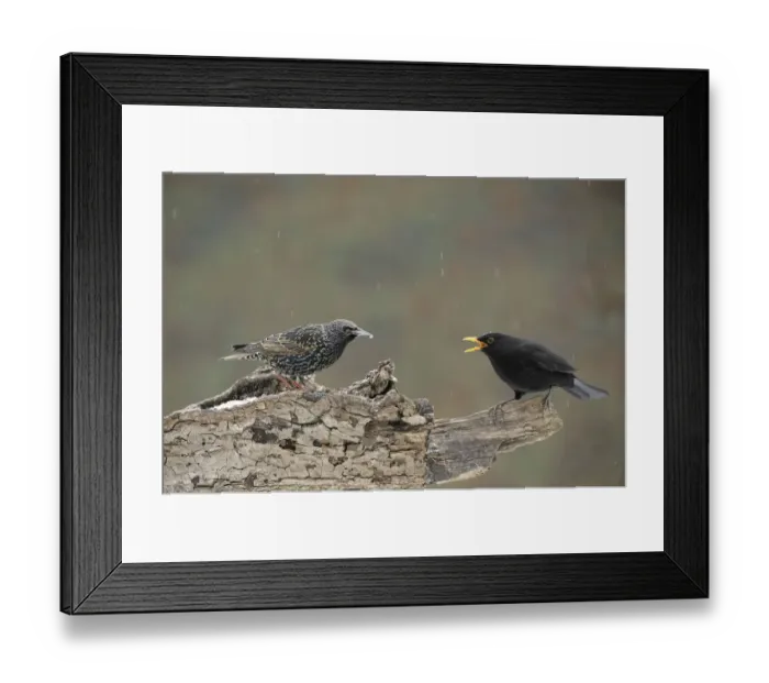 Framed Print : Blackbird -Turdus merula- threatening European Starling -Sturnus vulgaris-