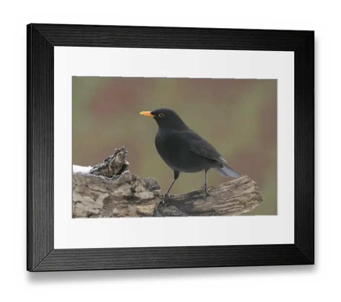 Framed Print : Male blackbird -Turdus merula- Framed Print : Male blackbird -Turdus merula-