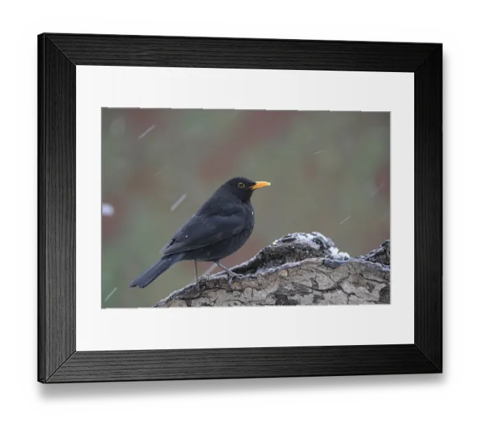 Framed Print : Male blackbird -Turdus merula- Framed Print : Male blackbird -Turdus merula-