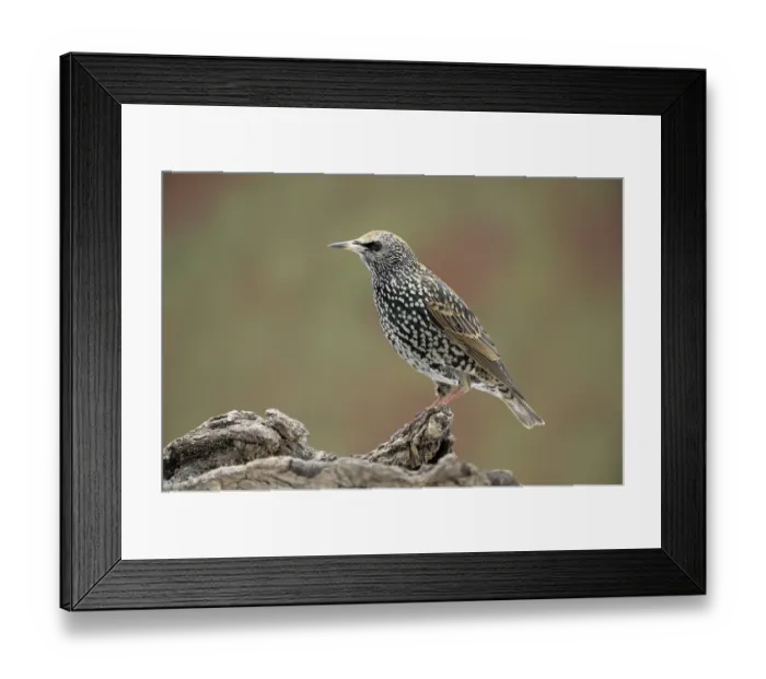 Framed Print : Starling -Sturnus vulgaris- Framed Print : Starling -Sturnus vulgaris-