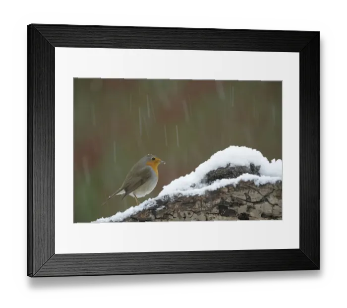 Framed Print : Robin -Erithacus rubecula- in snow Framed Print : Robin -Erithacus rubecula- in snow