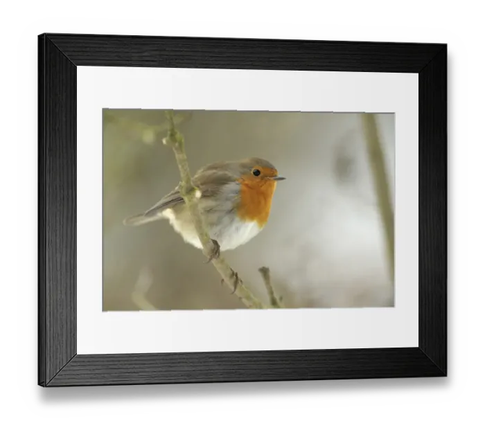 Framed Print : Robin -Erithacus rubecula- Framed Print : Robin -Erithacus rubecula-