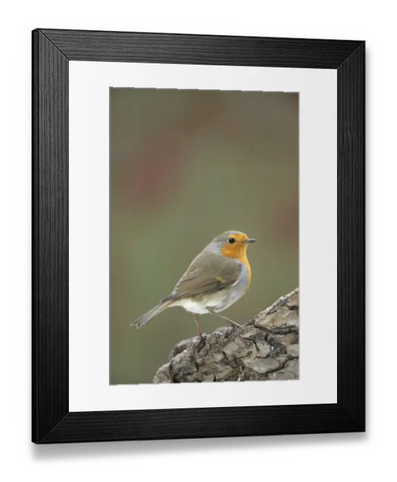 Framed Print : Robin -Erithacus rubecula- Framed Print : Robin -Erithacus rubecula-