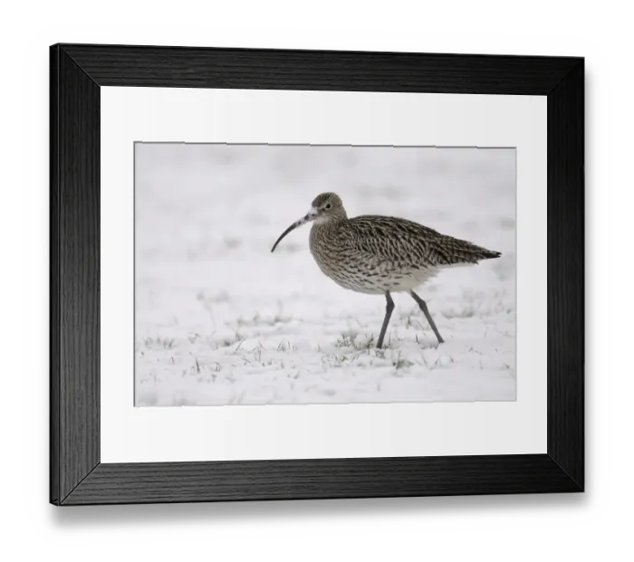 Framed Print : Eurasian Curlew -Numenius arquata- in snow Framed Print : Eurasian Curlew -Numenius arquata- in snow